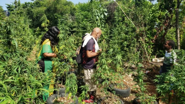 Weed Farm Tour - Image 5