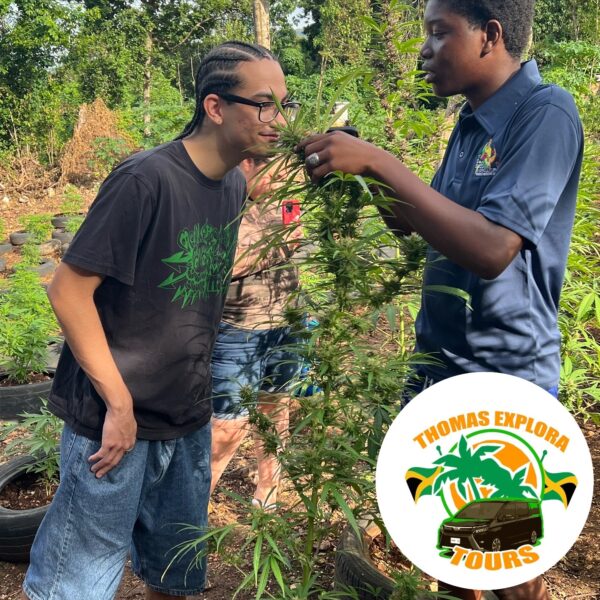 Weed Farm Tour - Image 4